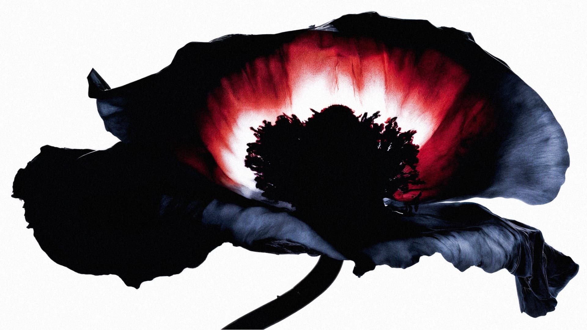 HIGAN — la fleur qui s’assombrit