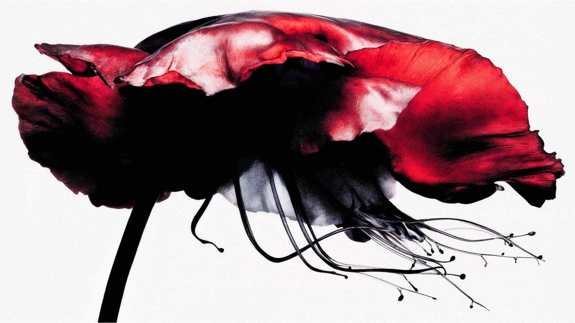 HIGAN — la fleur rouge
